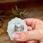 Adjustable Cluster Ring – Sonoran Gold & Spiny Oyster by E. Richards, Native Made
