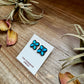 Zuni Stud Earrings – Turquoise & Sterling Silver